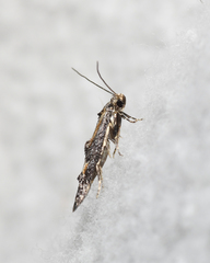 Blastodacna atra