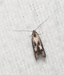Blastodacna atra