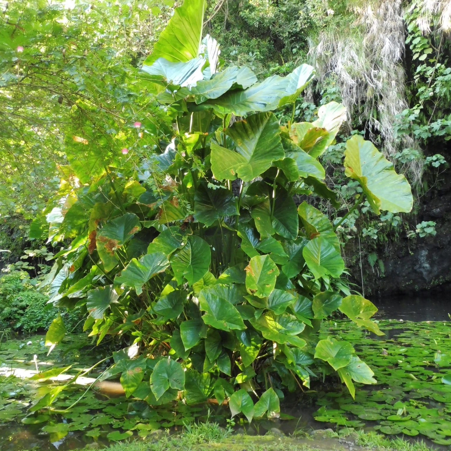 Cyrtosperma merkusii