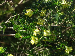 Penaea cneorum cneorum