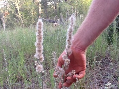 Pterocaulon virgatum