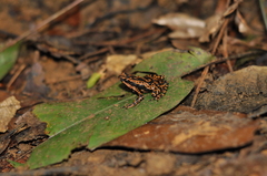 Atelopus spumarius