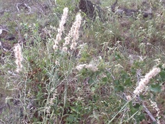 Pterocaulon virgatum