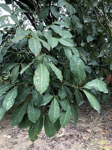 Image of Rubber Tree (Hevea brasiliensis) by (c) jonsense, some rights reserved (CC BY)