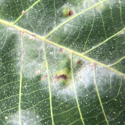 Foto de Seringueira