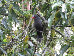 Saltator fuliginosus
