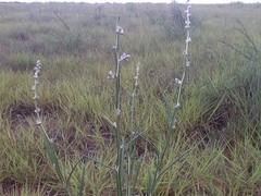 Pterocaulon virgatum