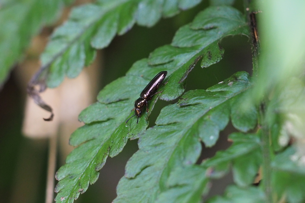 Languriomorpha