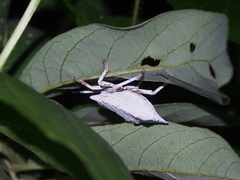 Tessaratomidae