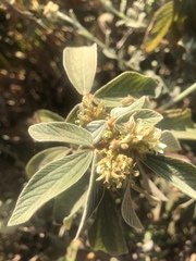 Flemingia grahamiana