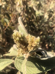 Flemingia grahamiana