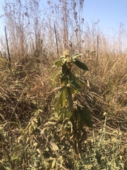 Flemingia grahamiana