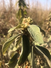 Flemingia grahamiana