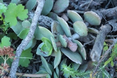 Crassula lactea