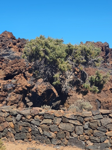 Image of Juniperus cedrus by no rights reserved