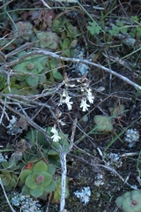 Holothrix parviflora