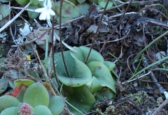 Holothrix parviflora