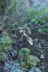 Holothrix parviflora