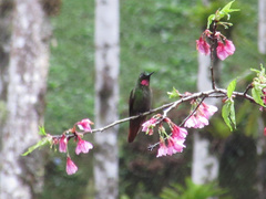 Heliodoxa rubricauda