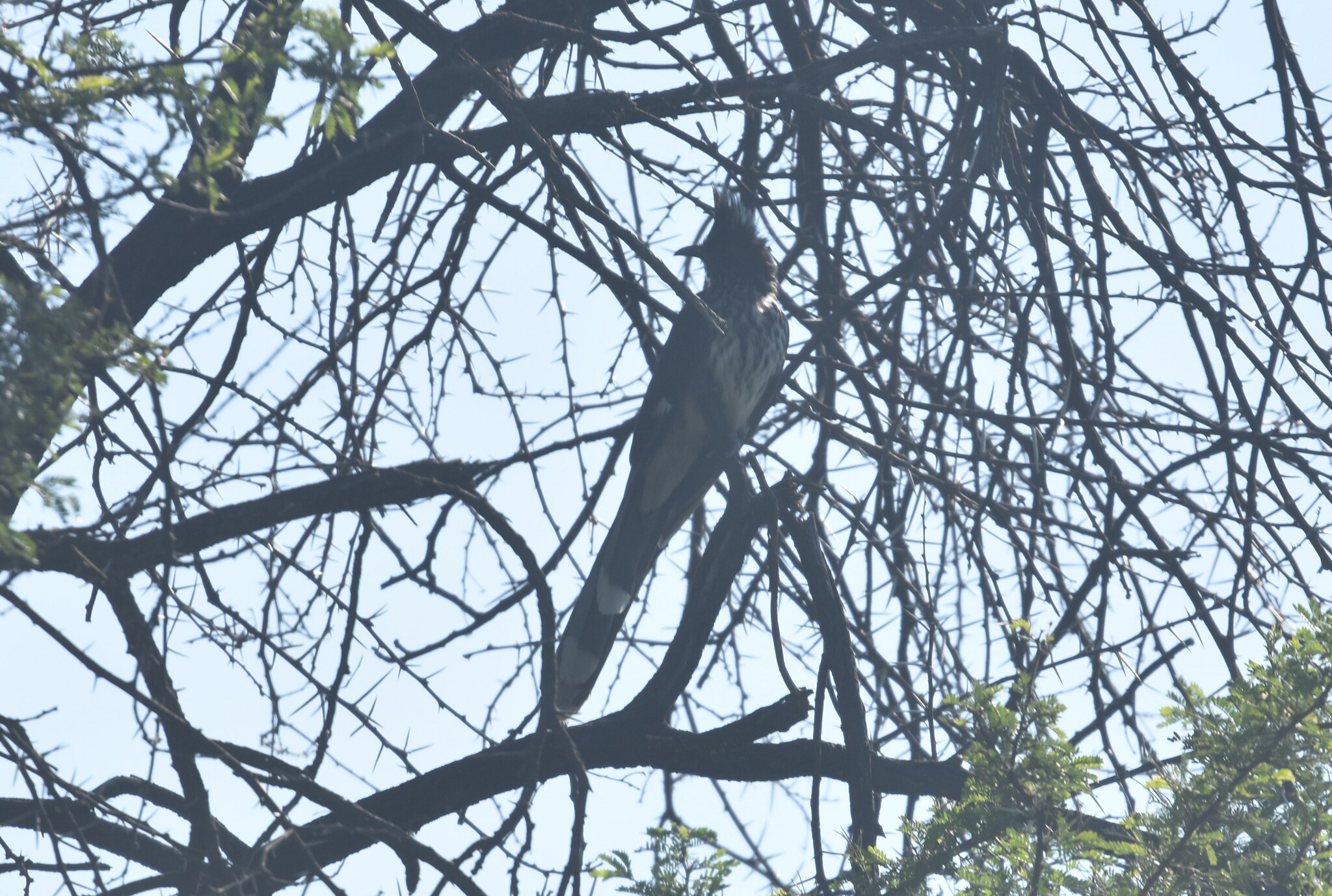 Levaillant's Cuckoo (Clamator levaillantii), photo 6