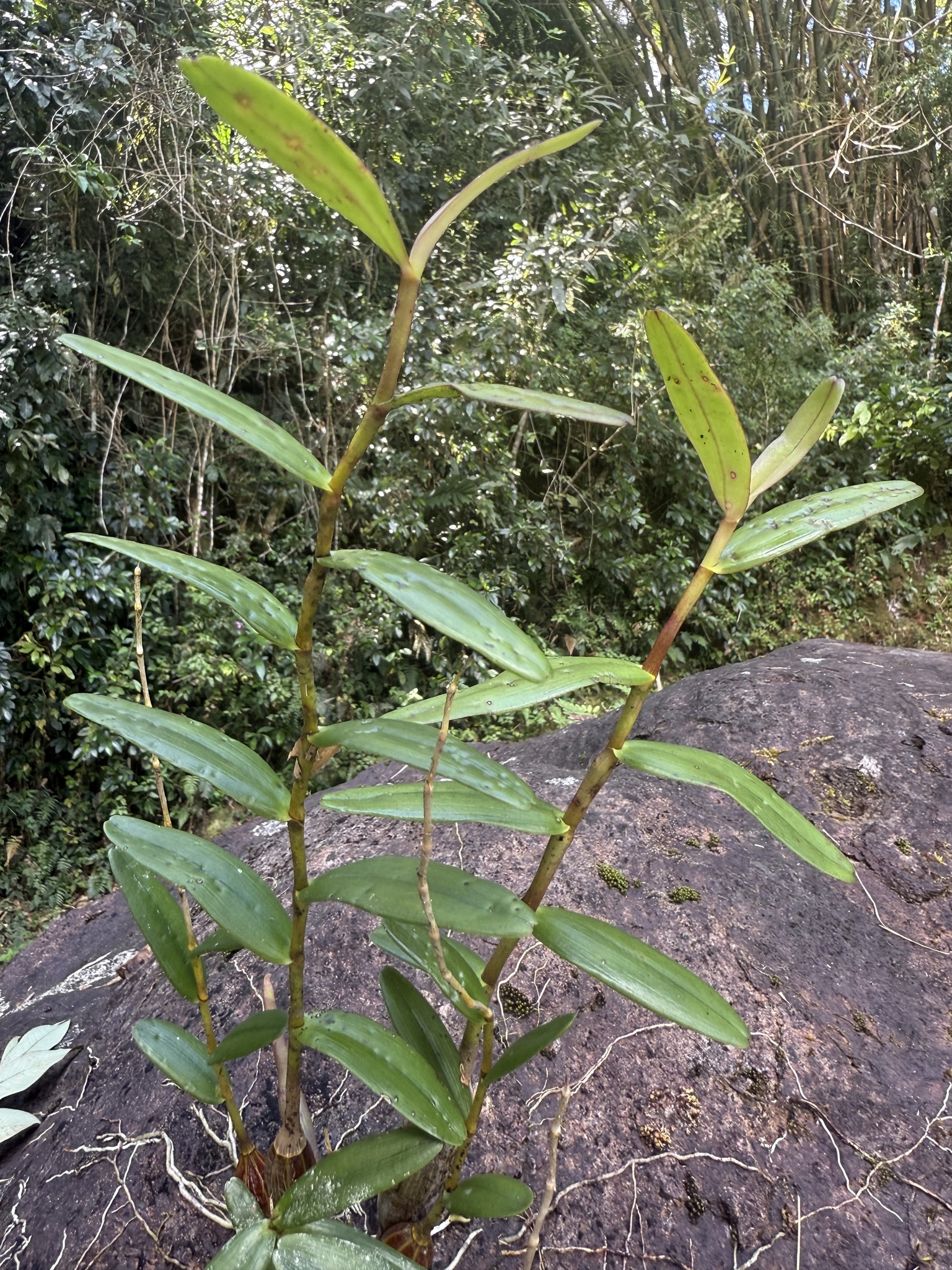 Imagem de Pomba-de-espírito-santo