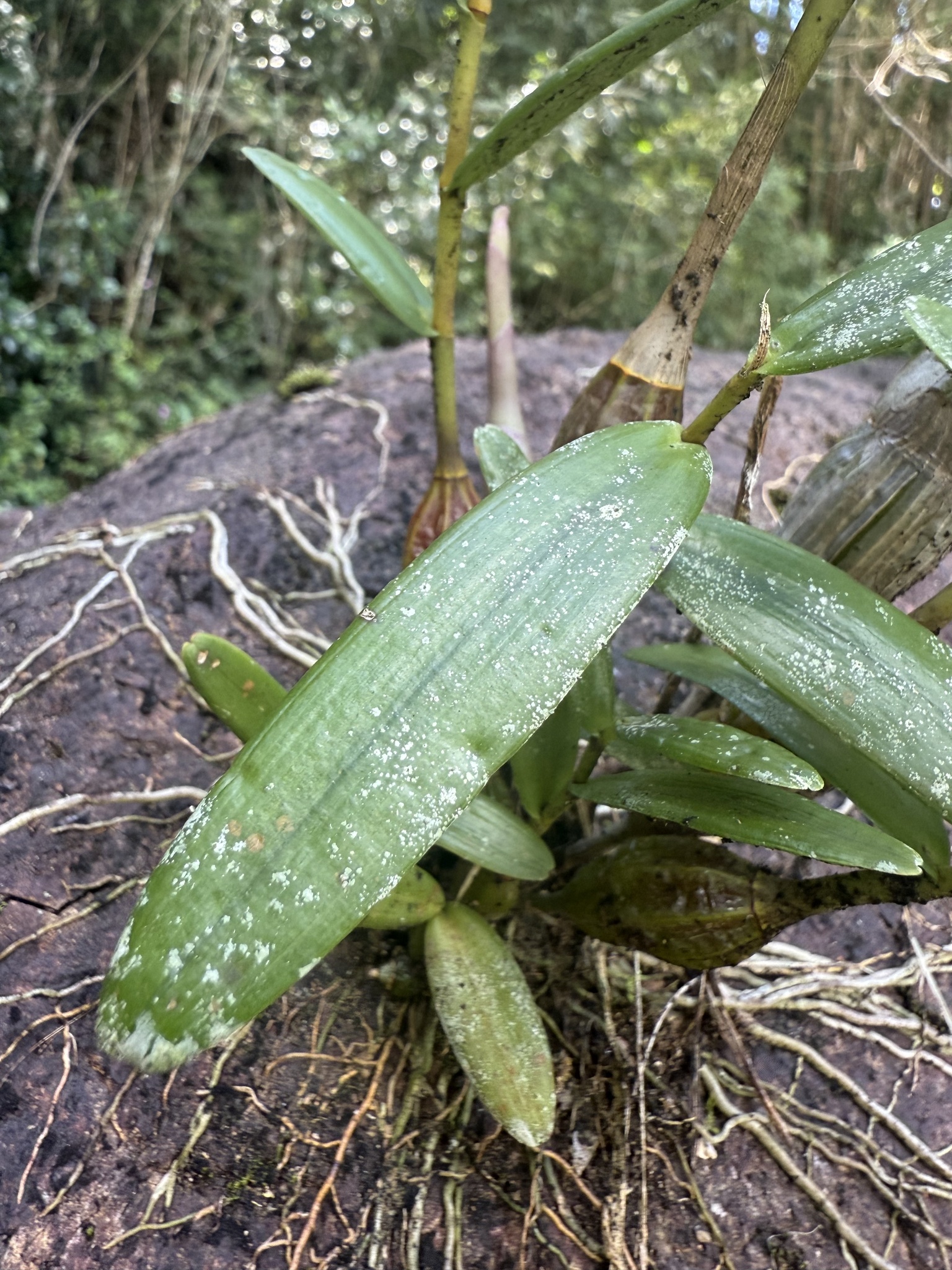 Imagem de Pomba-de-espírito-santo
