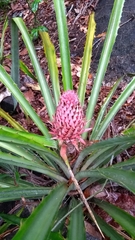 Ananas macrodontes