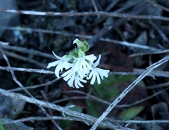 Holothrix parviflora