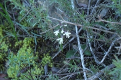 Holothrix parviflora