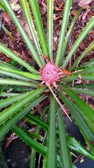 Ananas macrodontes
