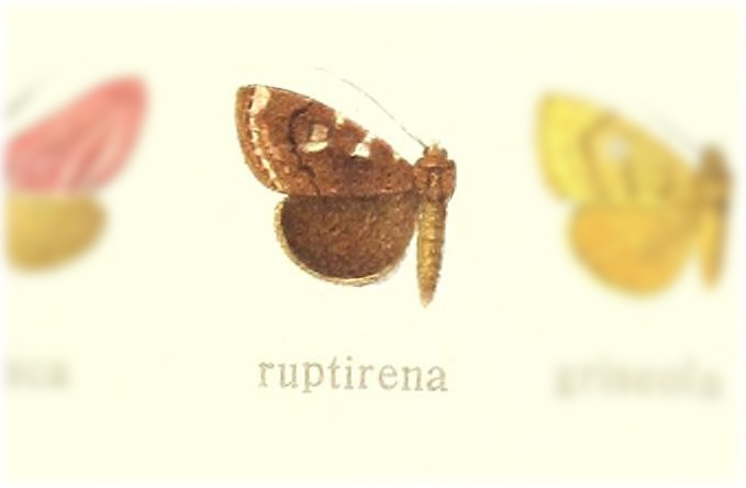Amyna ruptirena