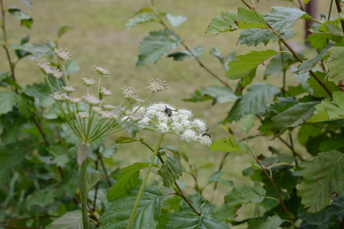 Lyall's angelica (Angelica arguta)