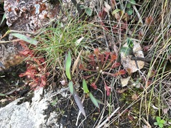 Drosera oblanceolata