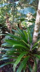 Vriesea ensiformis