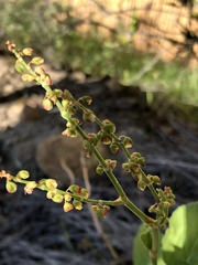 Rumex cordatus
