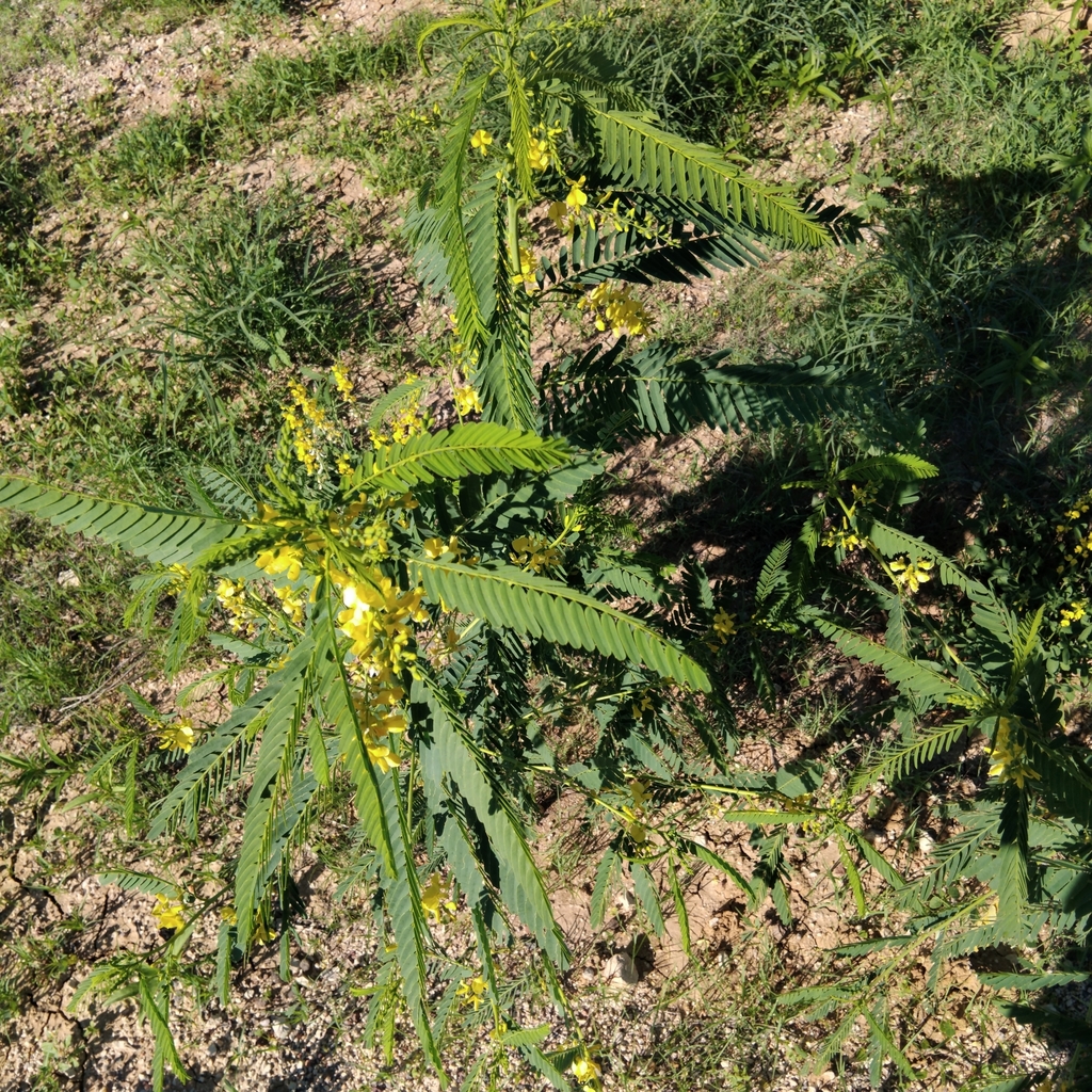 Sesbania campylocarpa (Domin) N.T.Burb. 3