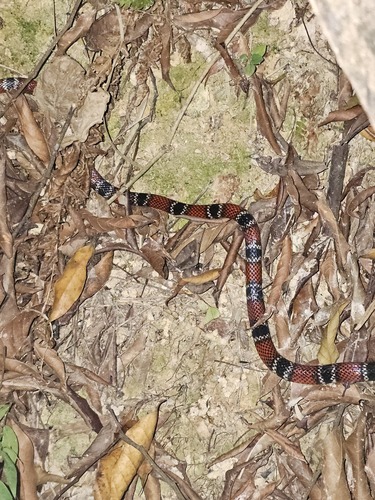 Santander Coralsnake
