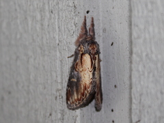 Notodonta scitipennis