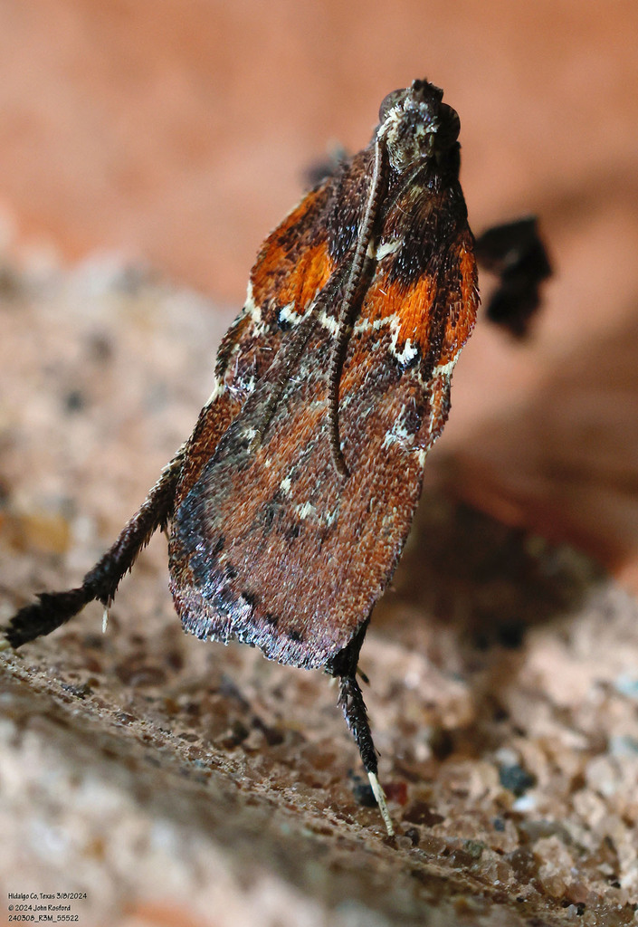Boxwood Leaftier Moth