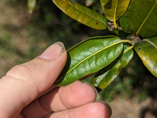 Image of Quercus parvula by (c) Alexander Wentworth, some rights reserved (CC BY)