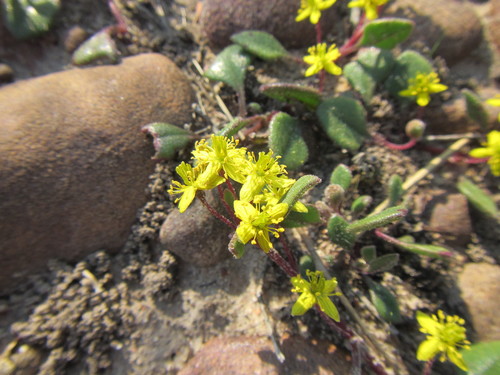 Image of Tetragonia herbacea by (c) douglaseustonbrown, some rights reserved (CC BY-SA)