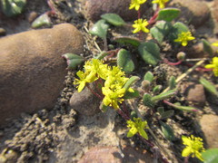 Tetragonia herbacea
