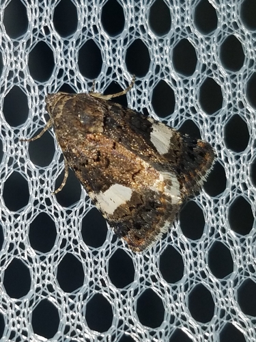 Four-spotted Moth photo 6