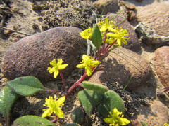 Tetragonia herbacea