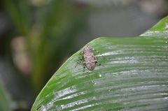 Coptops leucostictica