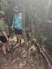 Pilosocereus robinii, photograph (c) Jolieokefenokee, some rights reserved (CC BY)