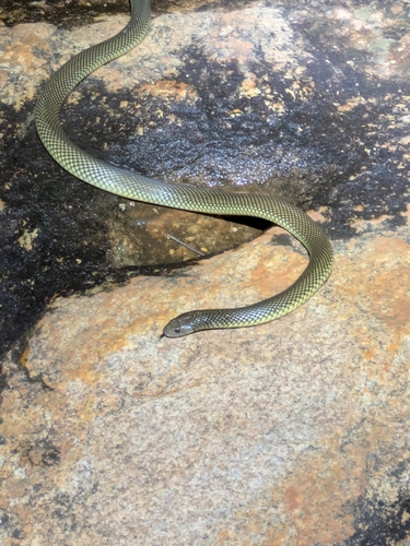 Mulga Snake sighting