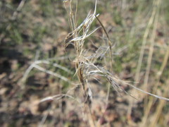 Aristida diffusa