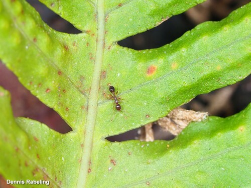 Temnothorax risiiTemnothorax risii