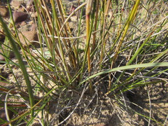 Aristida diffusa